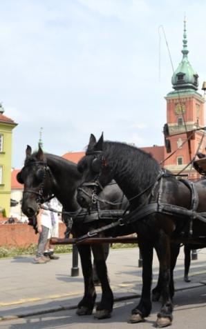 Omnibusy znów na ulicach Warszawy